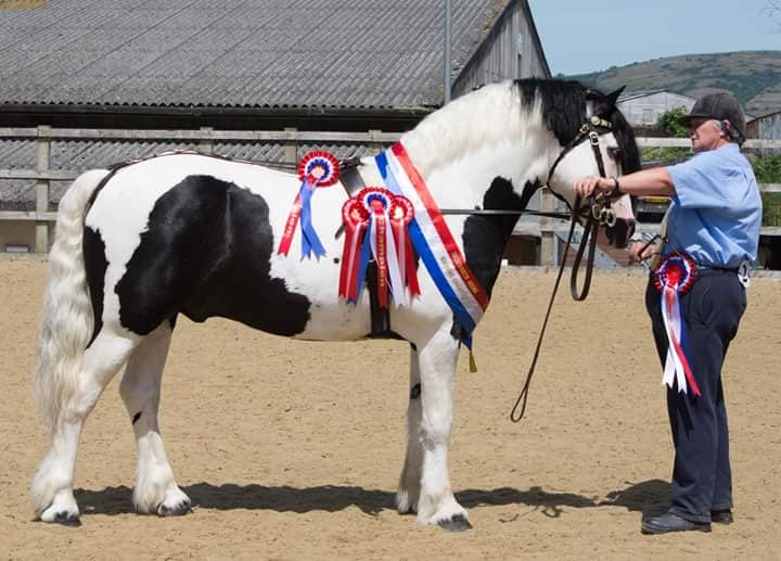 Drenrow Willy Wonka - Welsh Stallion